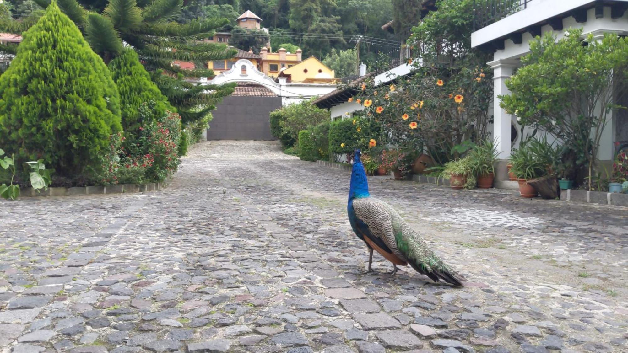 Hotel Y Jardines Casa Buho アンティグア・グアテマラ エクステリア 写真