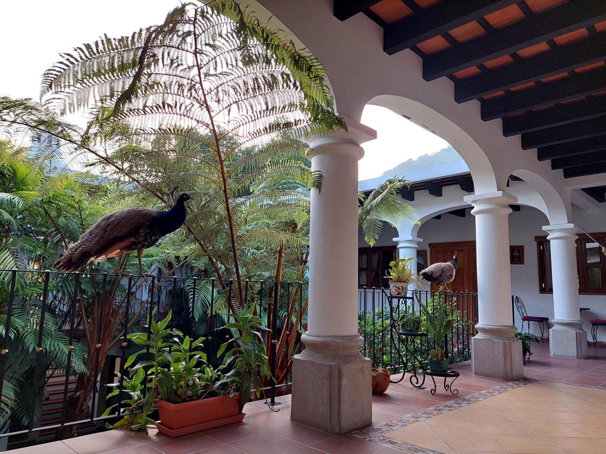 Hotel Y Jardines Casa Buho アンティグア・グアテマラ エクステリア 写真