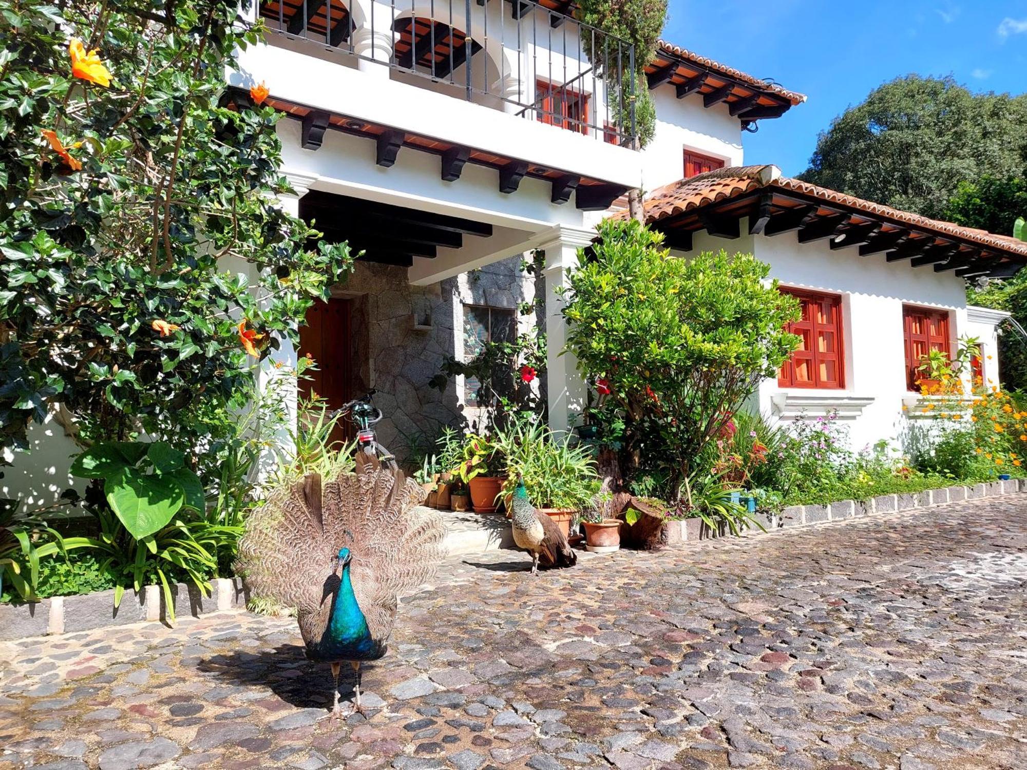 Hotel Y Jardines Casa Buho アンティグア・グアテマラ エクステリア 写真